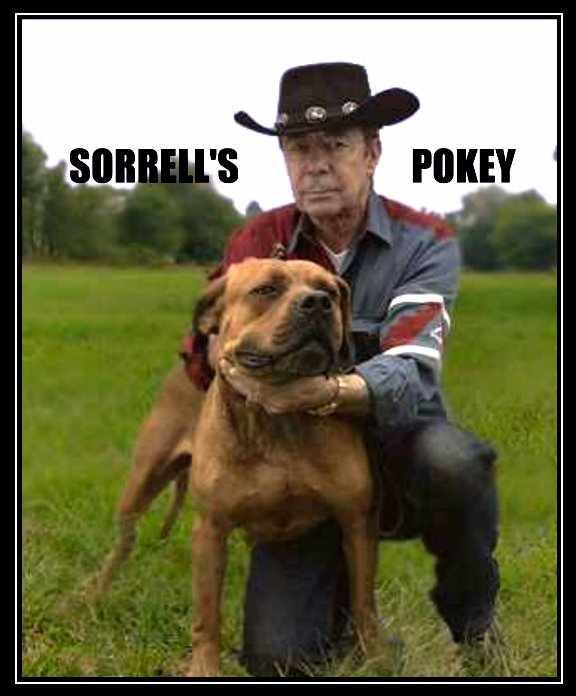 Photo of the dog