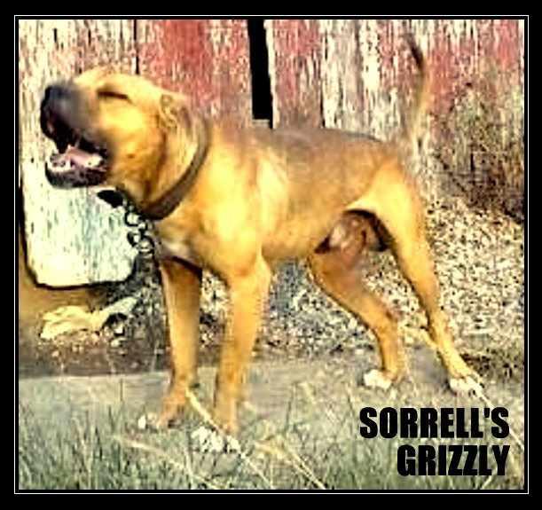 Photo of the dog