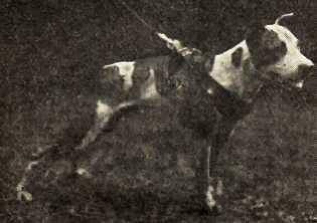 Photo of the dog