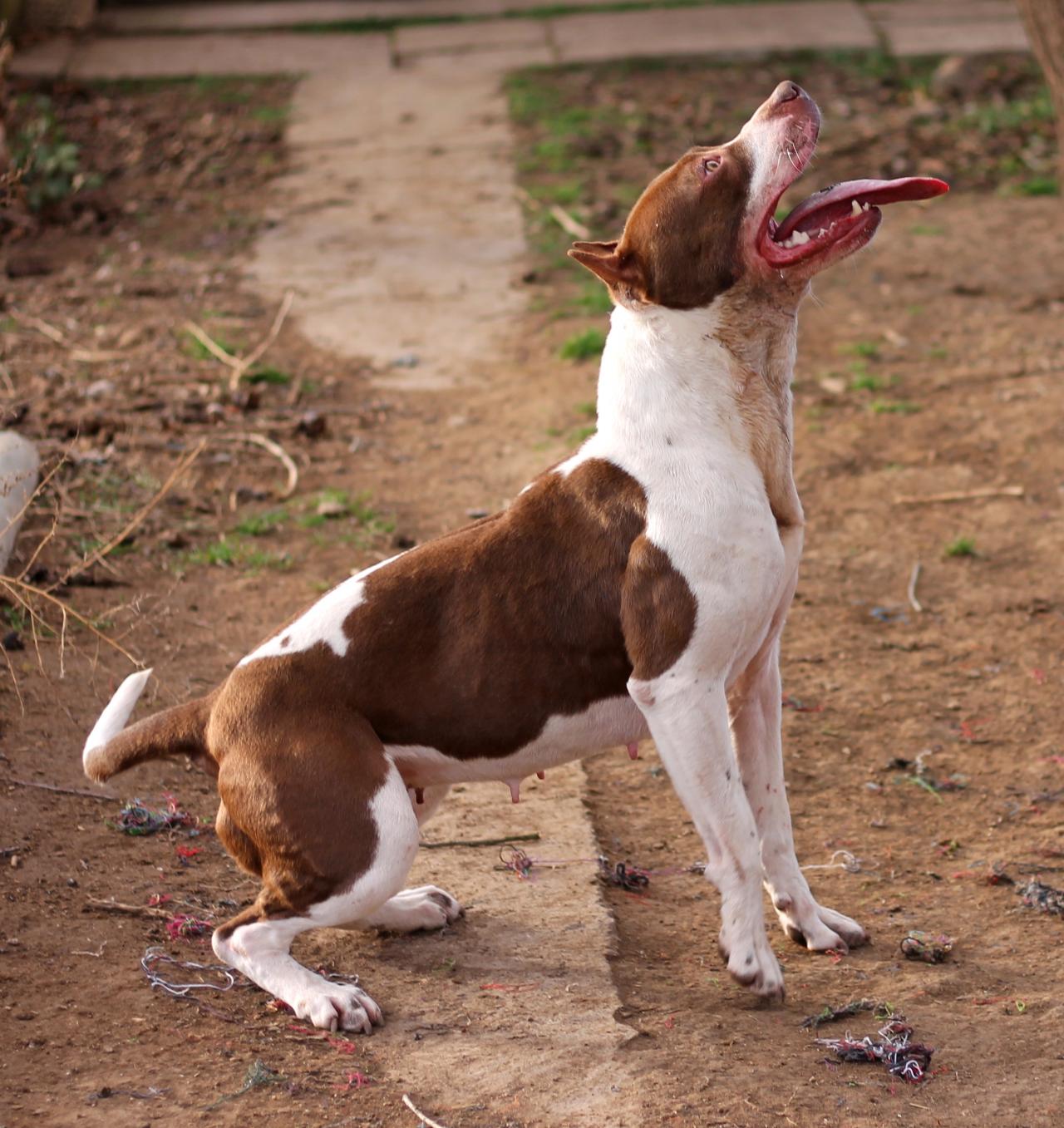 Photo of the dog