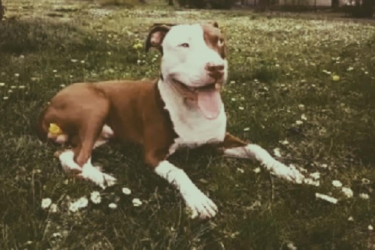 Photo of the dog