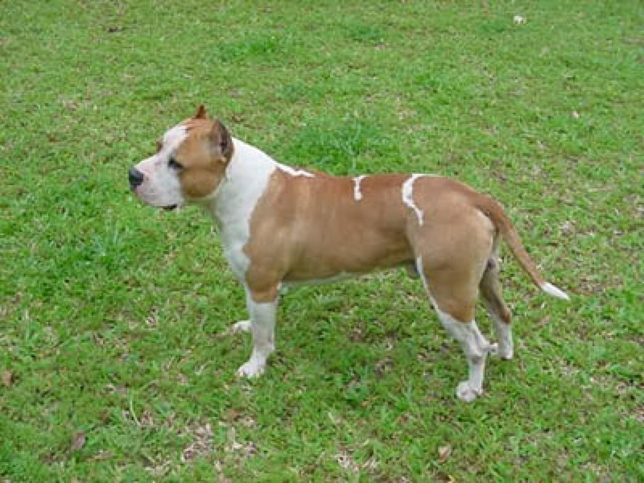 Photo of the dog