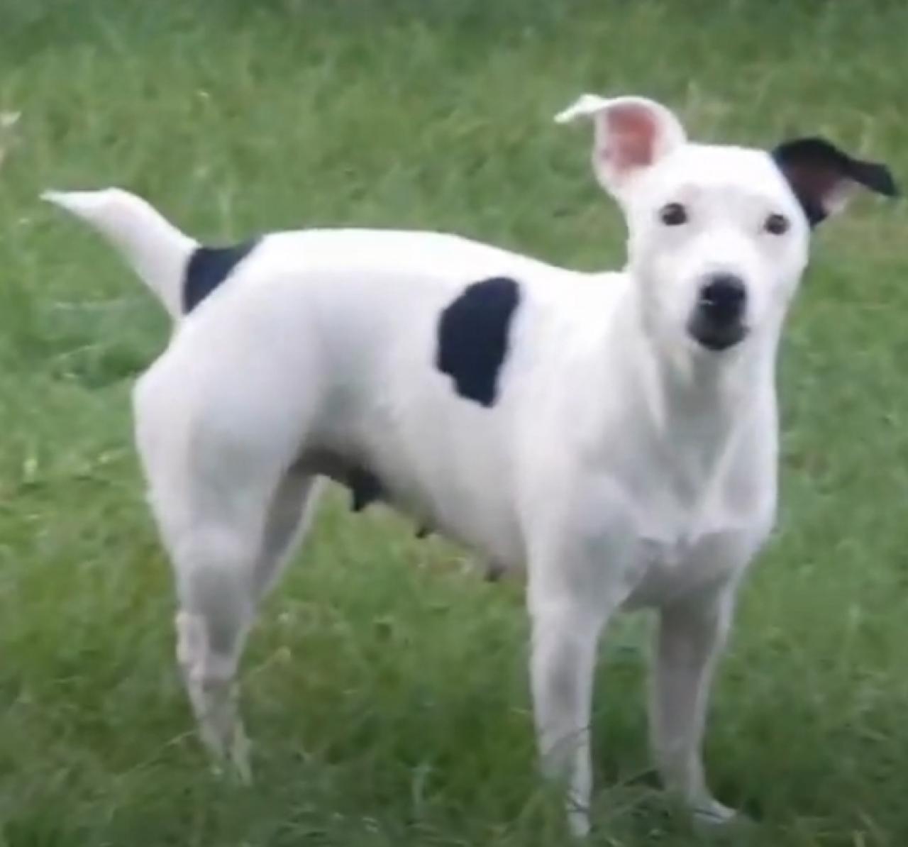 Photo of the dog