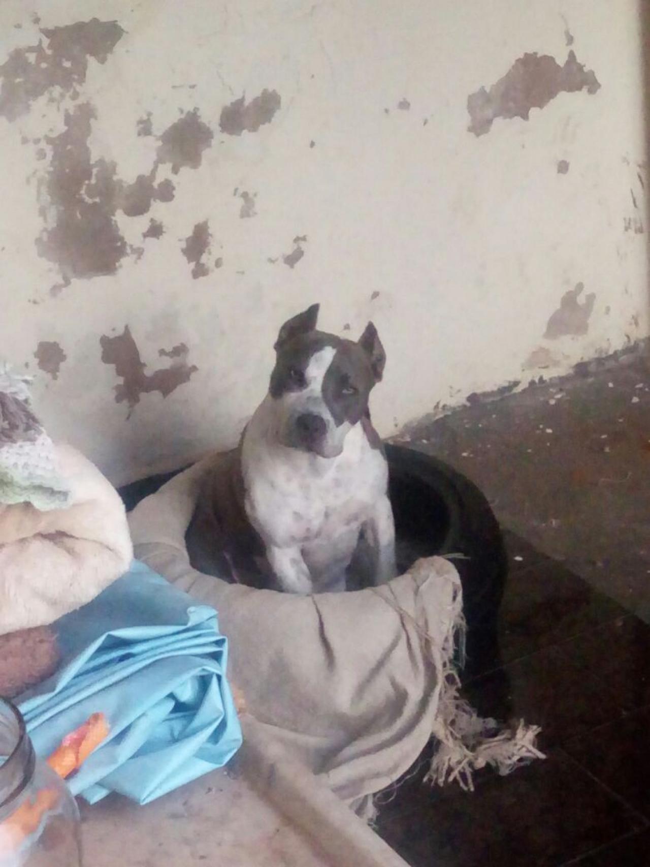 Photo of the dog