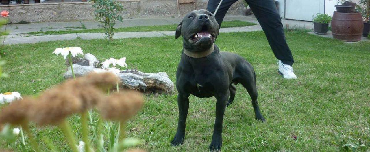 Photo of the dog