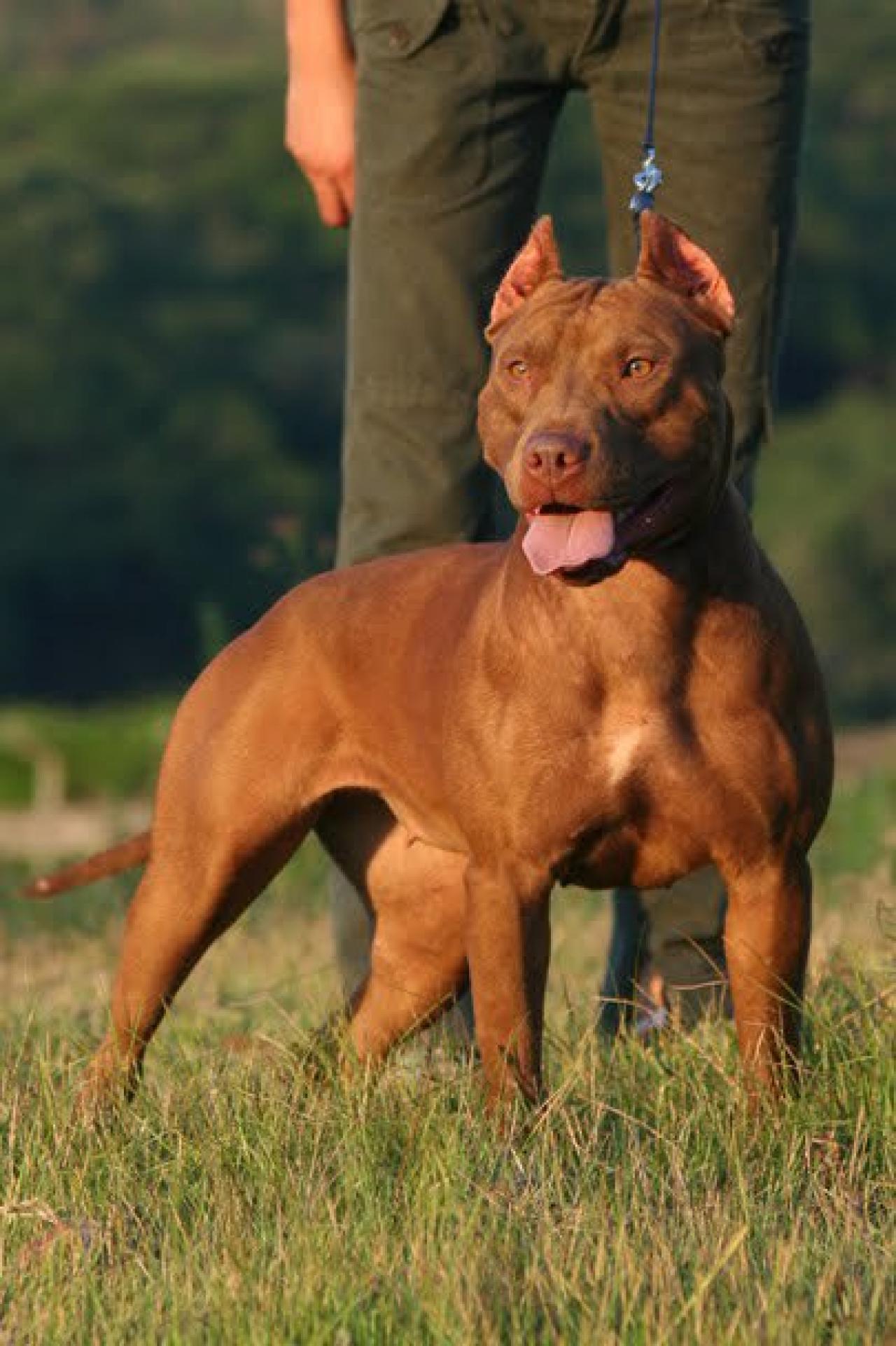 Photo of the dog