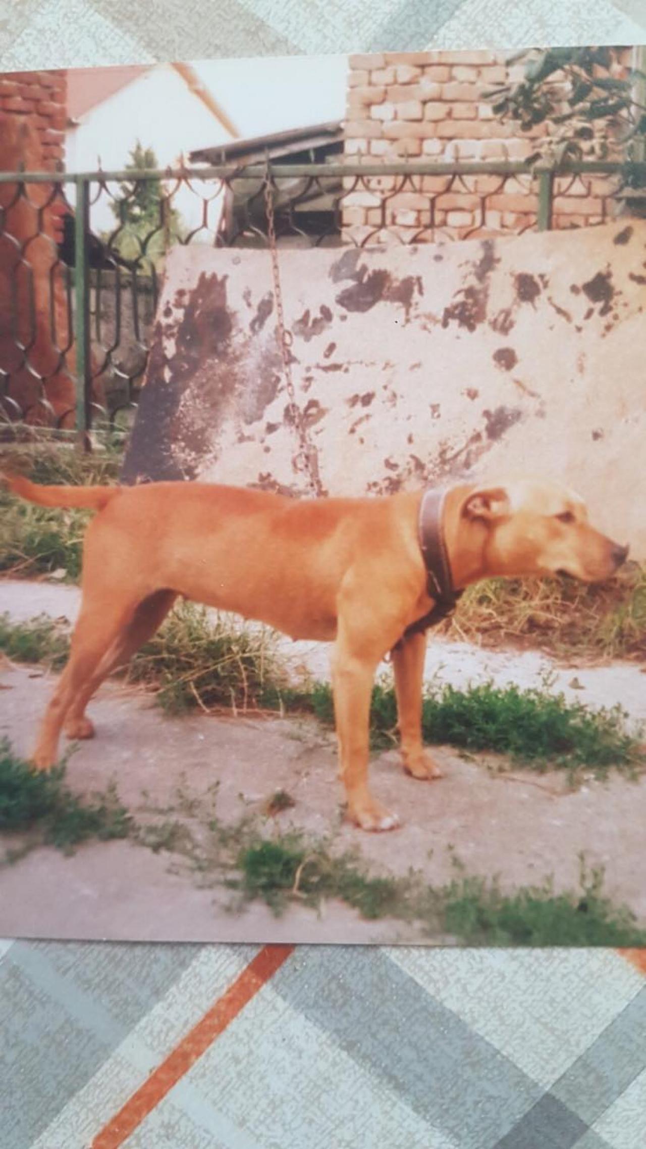Photo of the dog