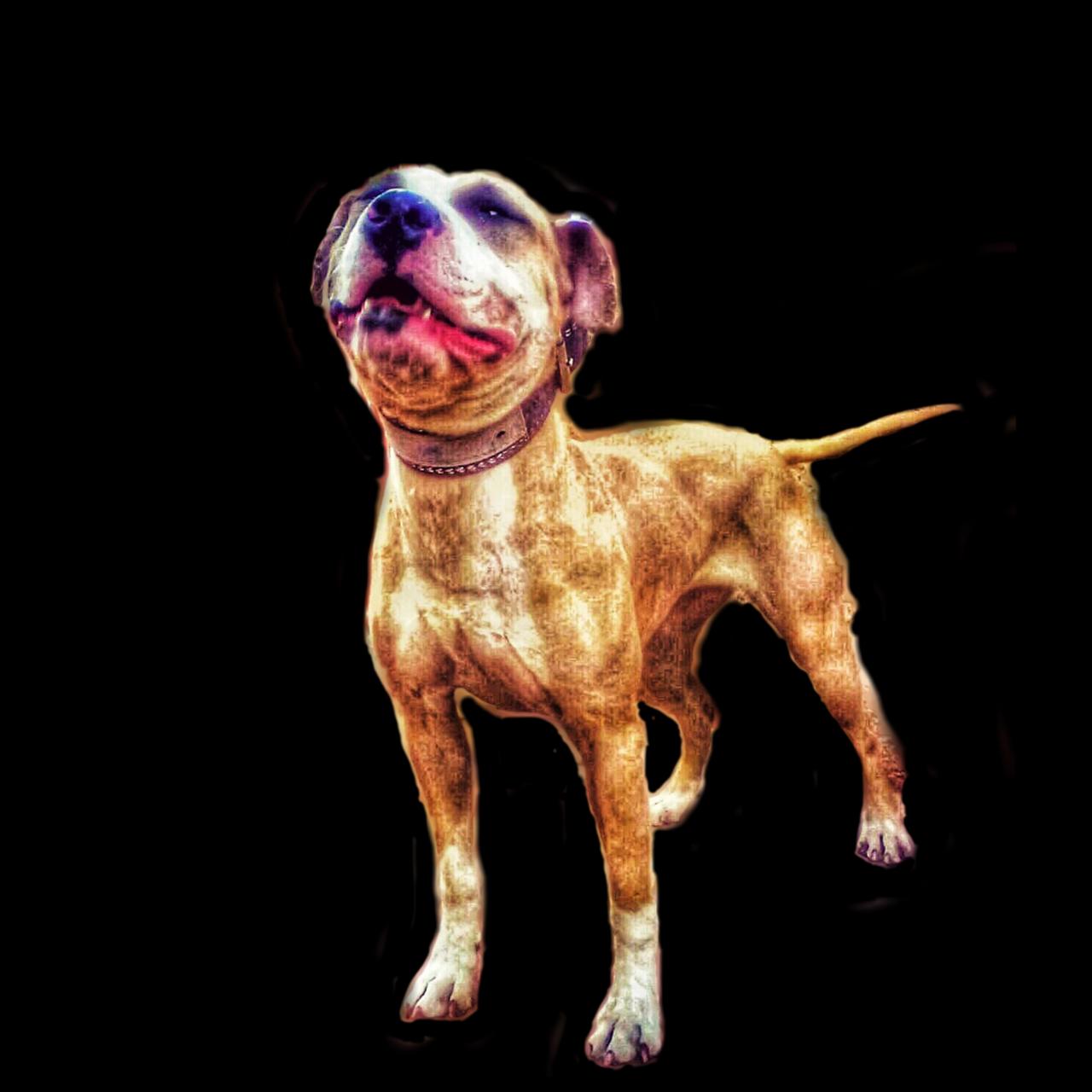 Photo of the dog
