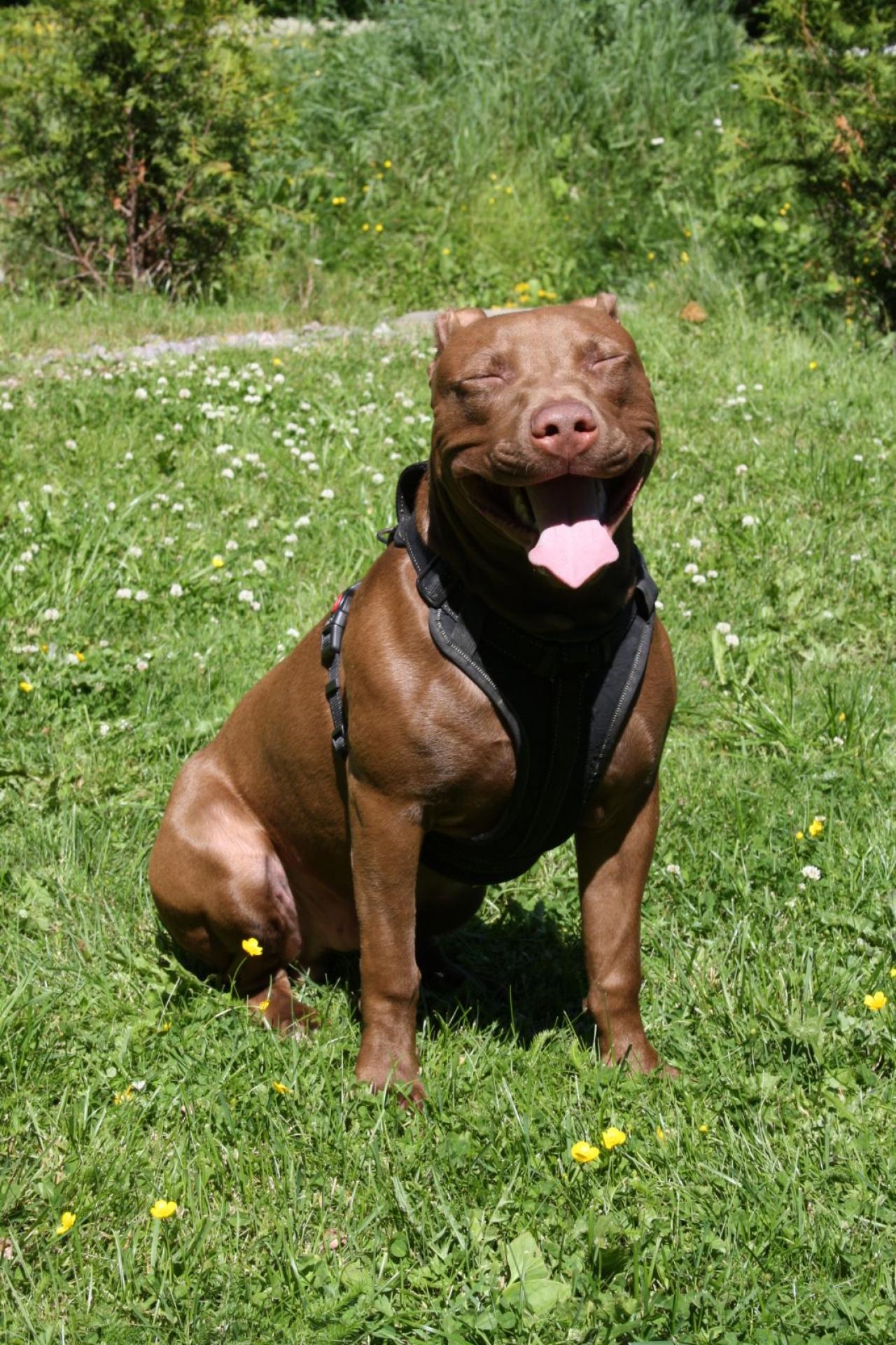 Photo of the dog