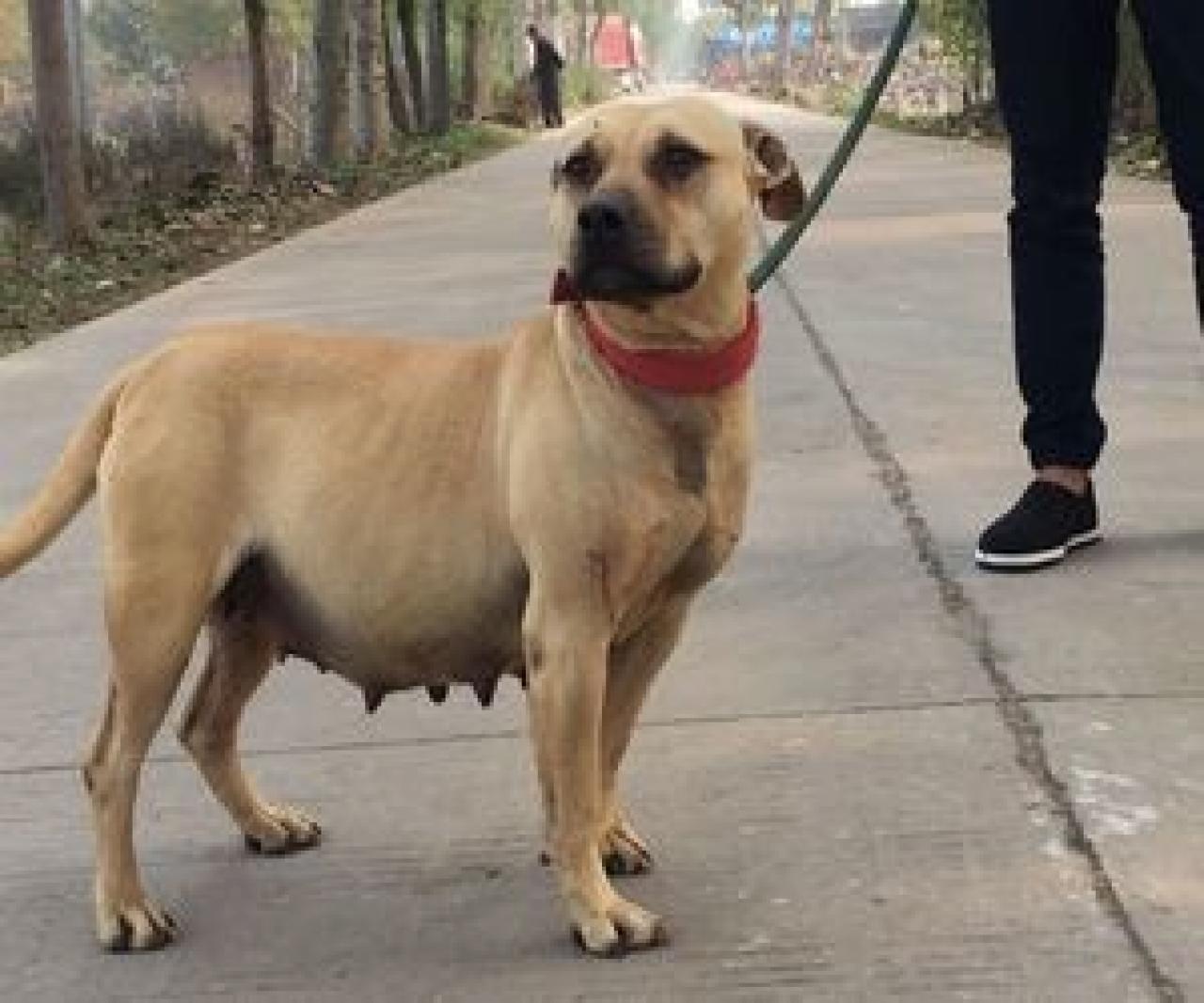 Photo of the dog