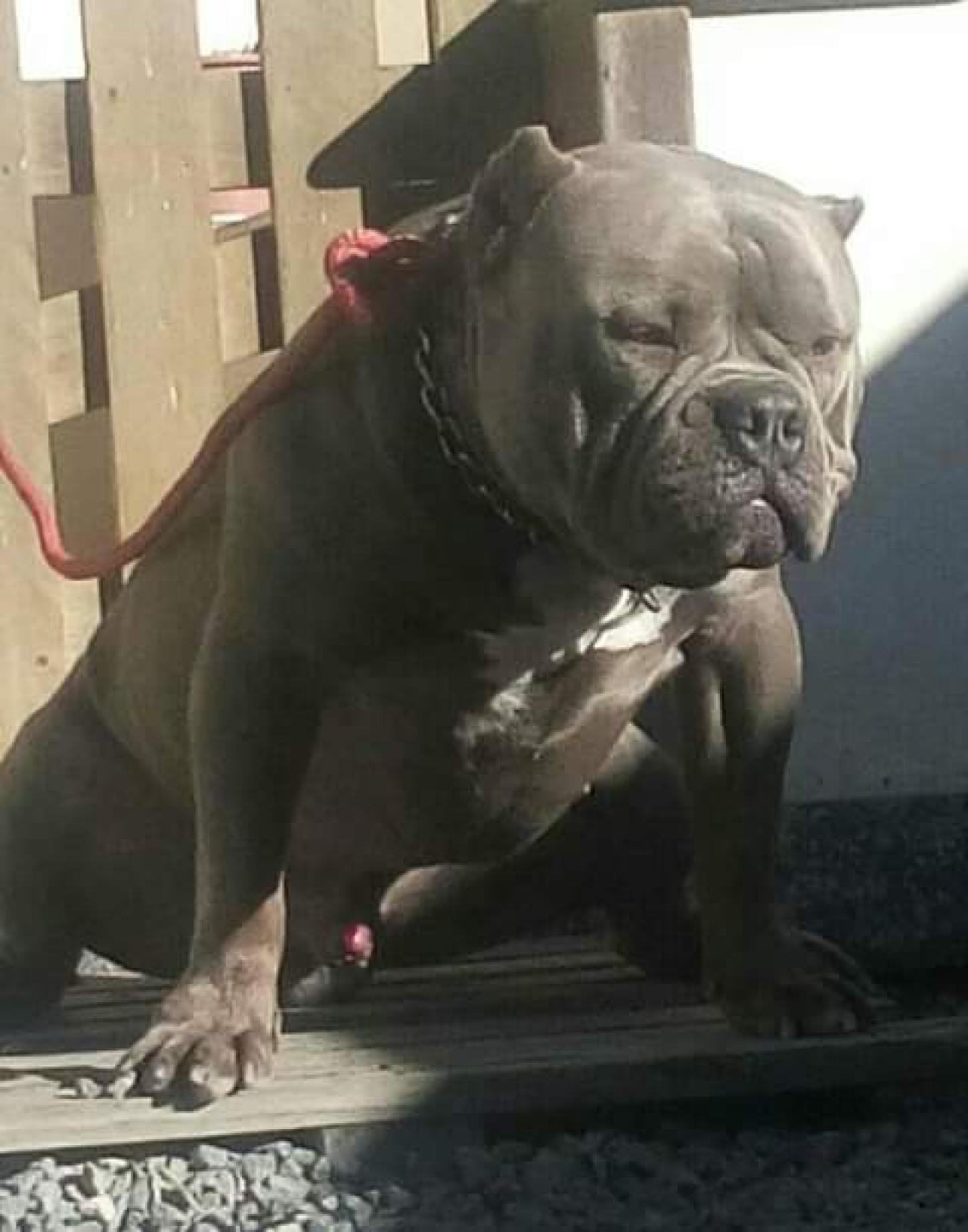 Photo of the dog