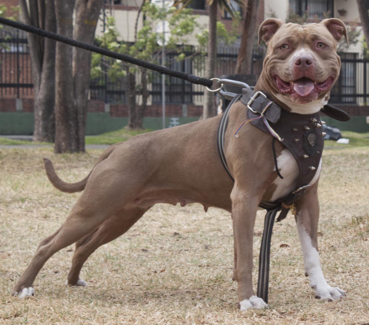 Photo of the dog