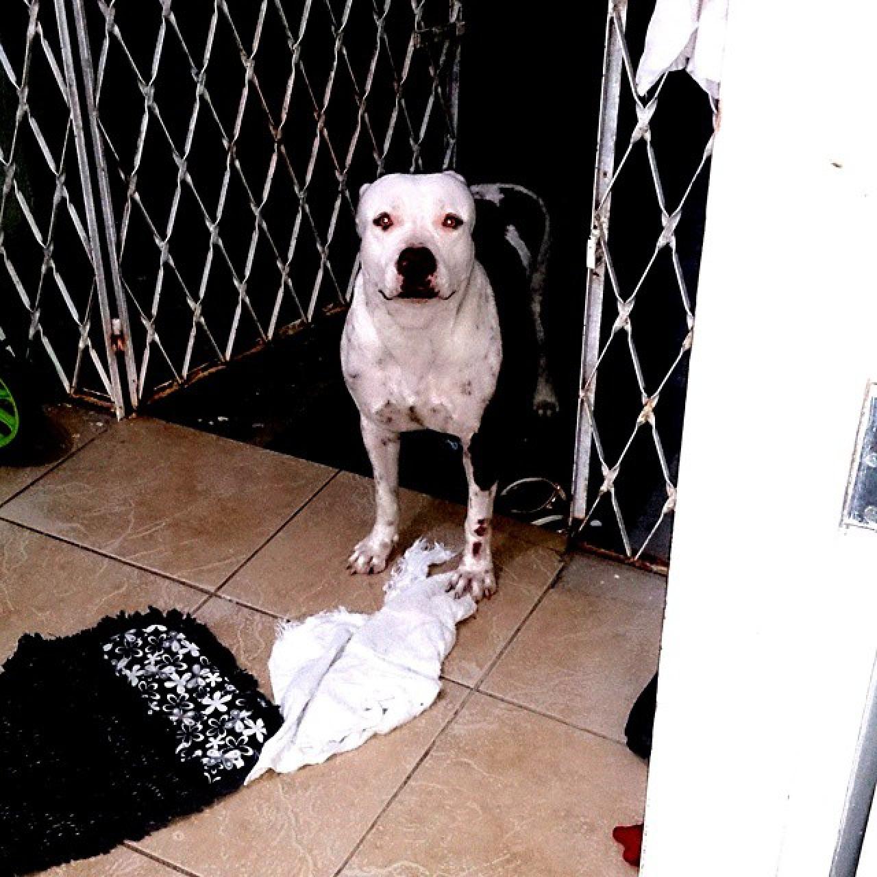 Photo of the dog