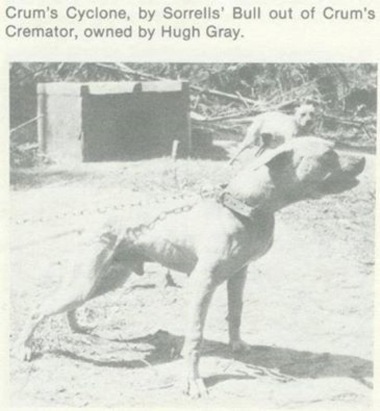 Photo of the dog