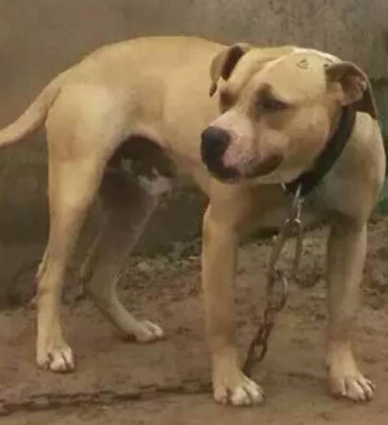 Photo of the dog