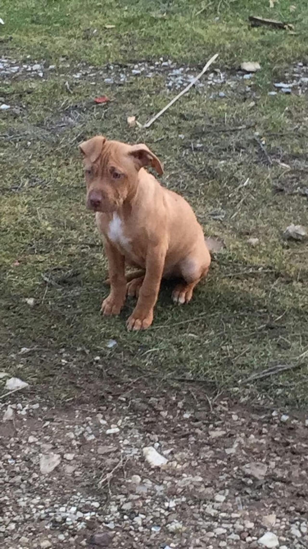 Photo of the dog
