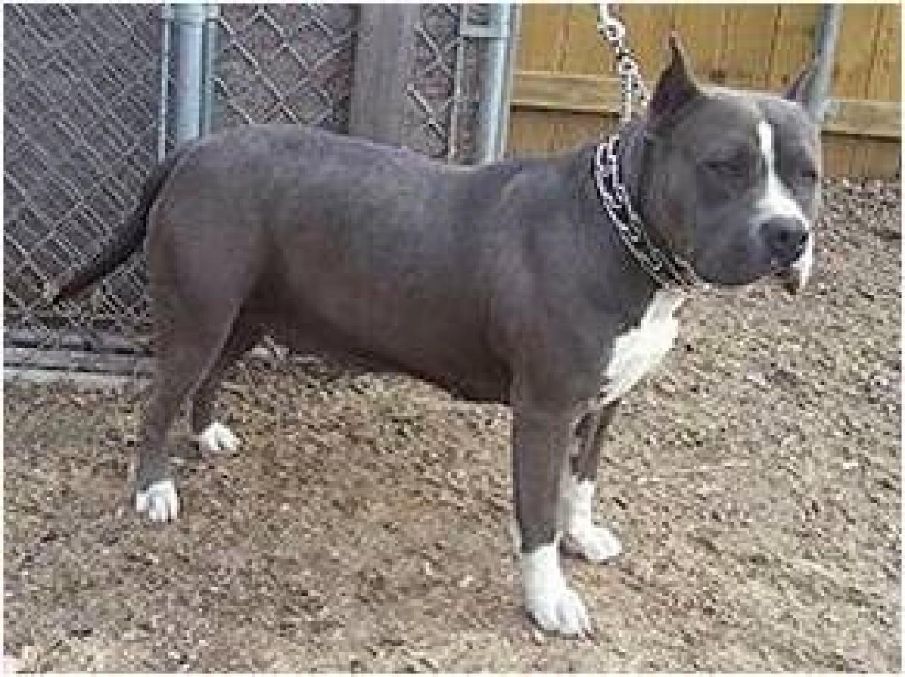 Photo of the dog