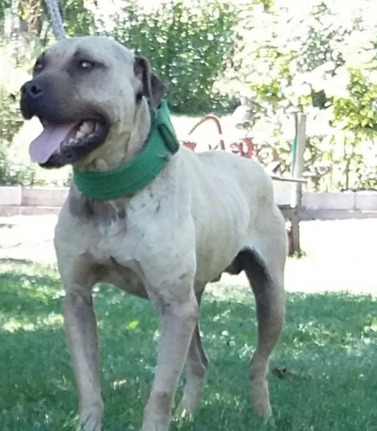 Photo of the dog