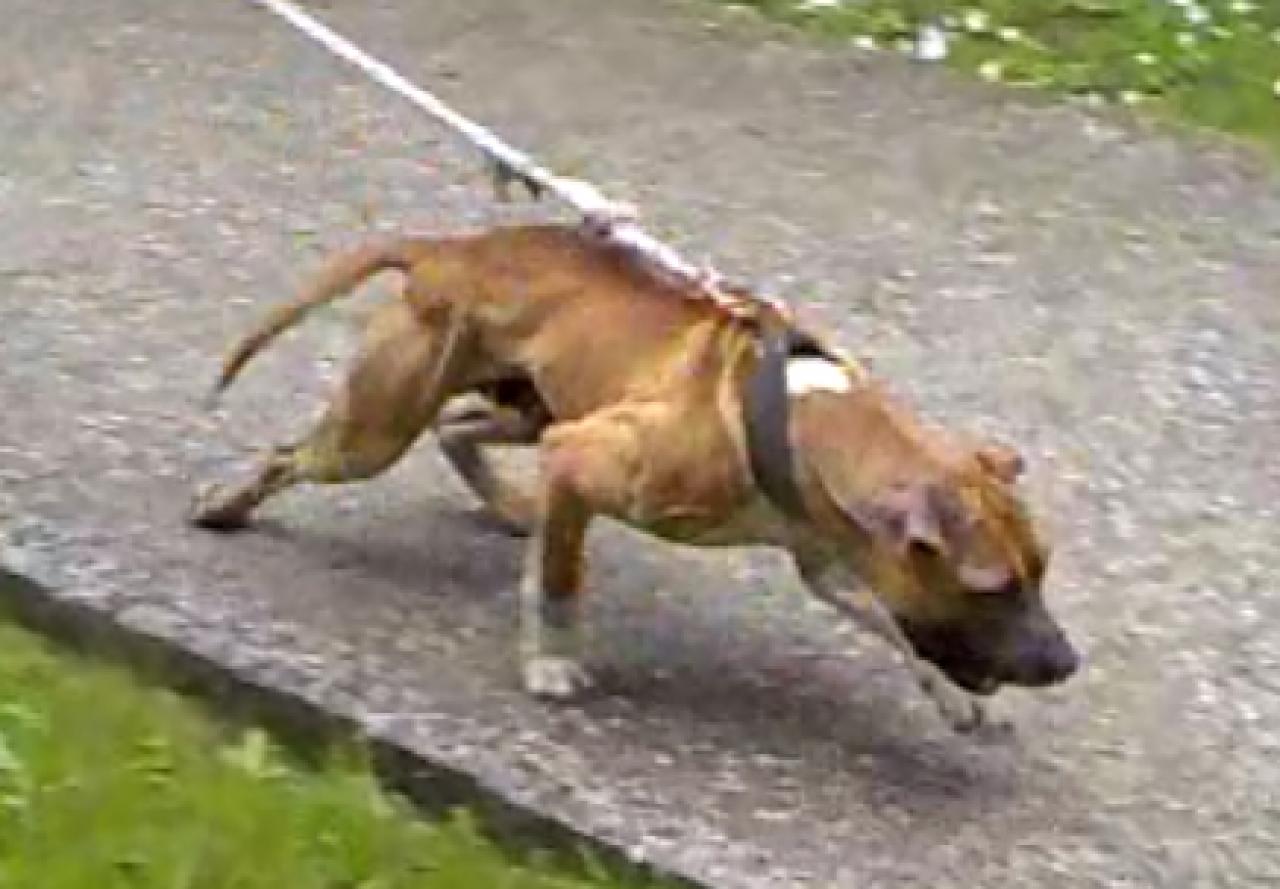 Photo of the dog