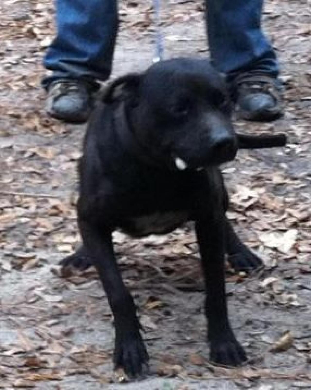 Photo of the dog