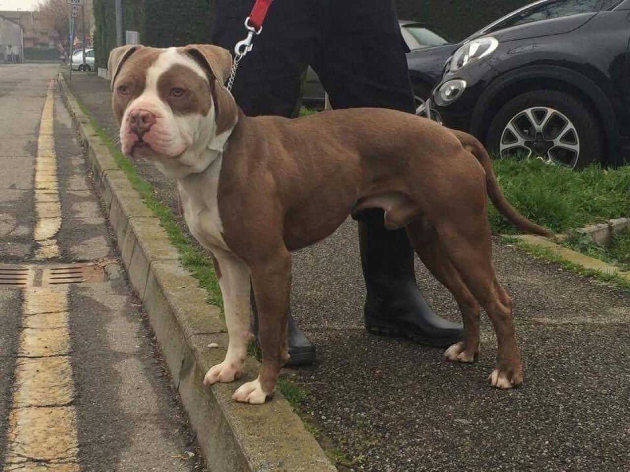 Photo of the dog