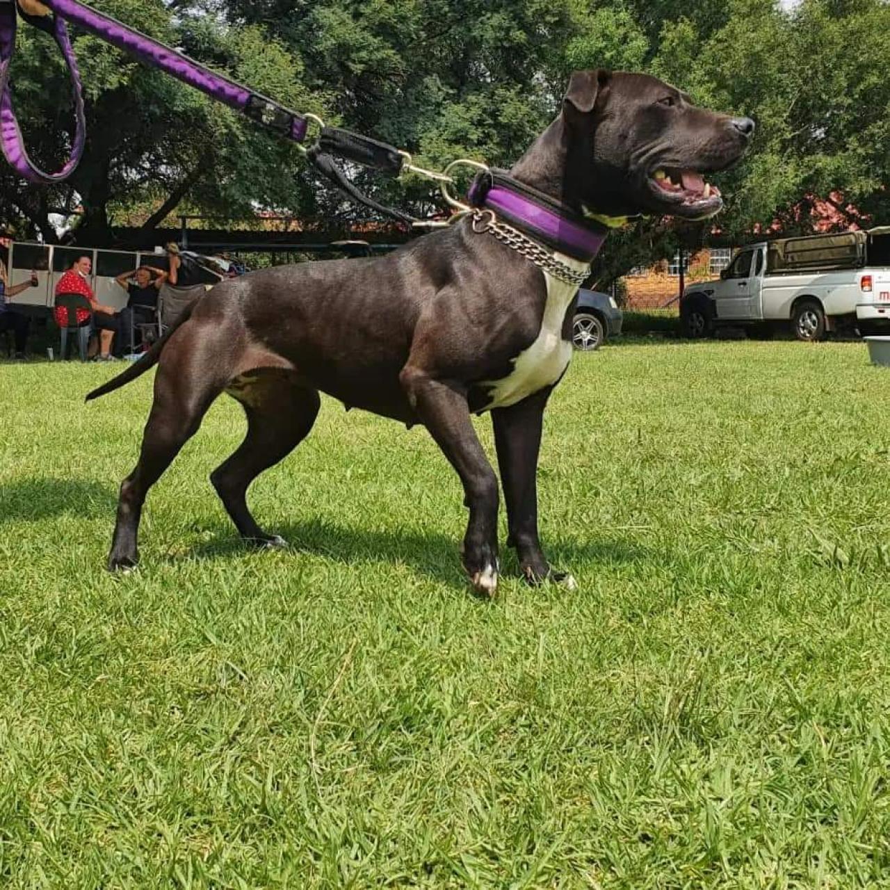 Photo of the dog