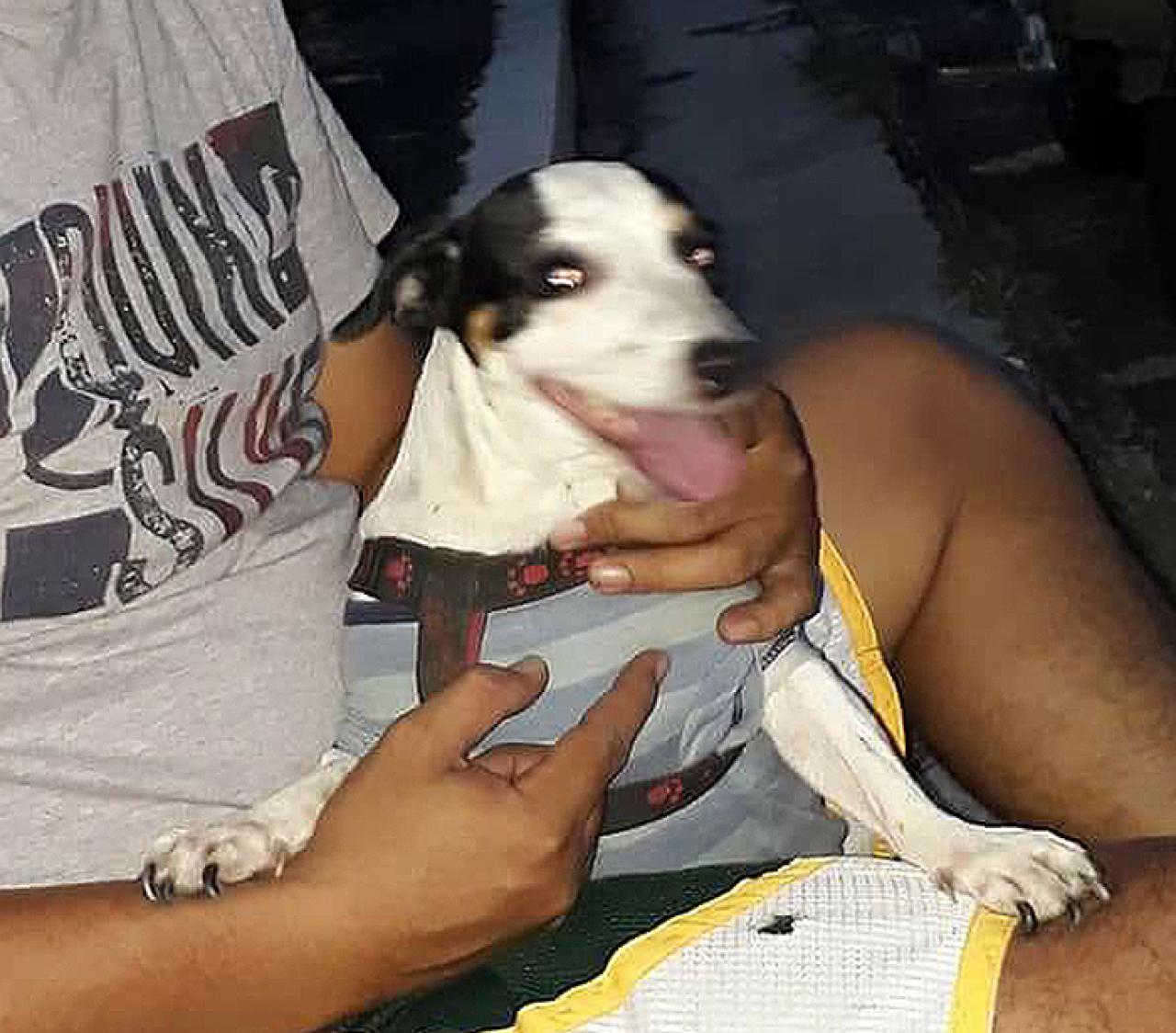Photo of the dog