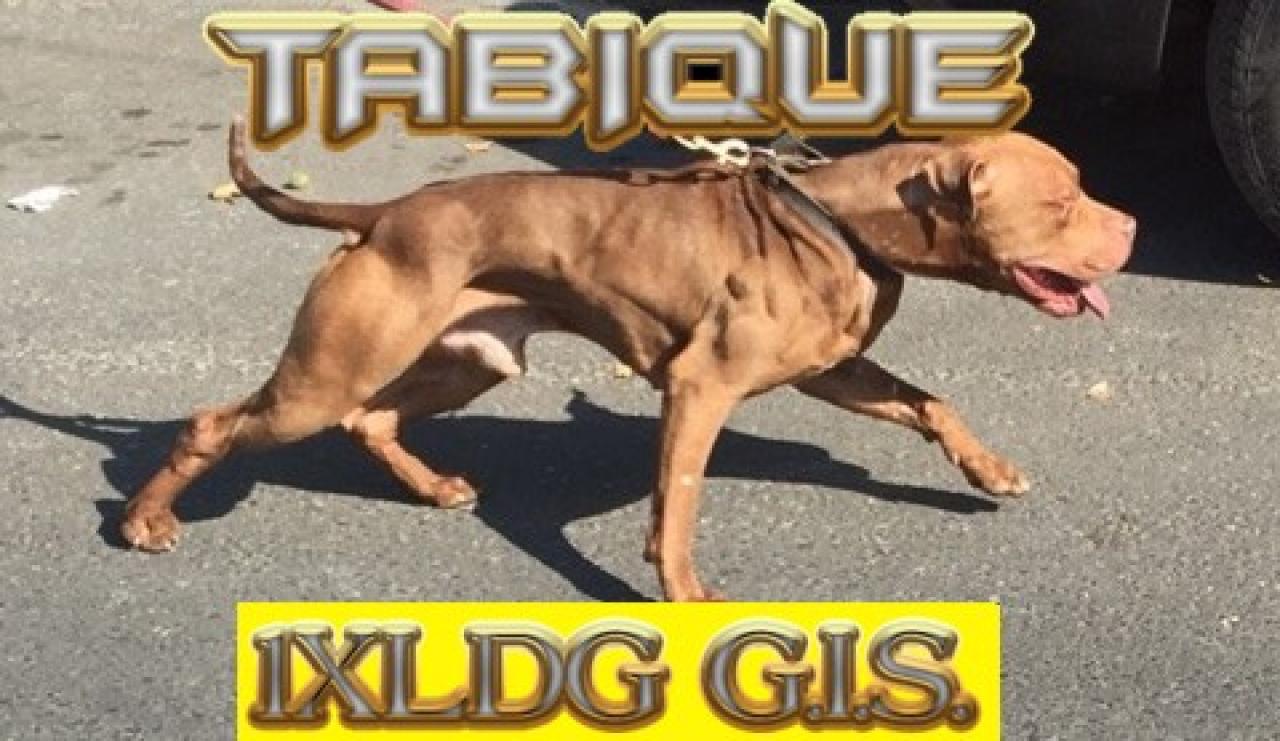 Photo of the dog