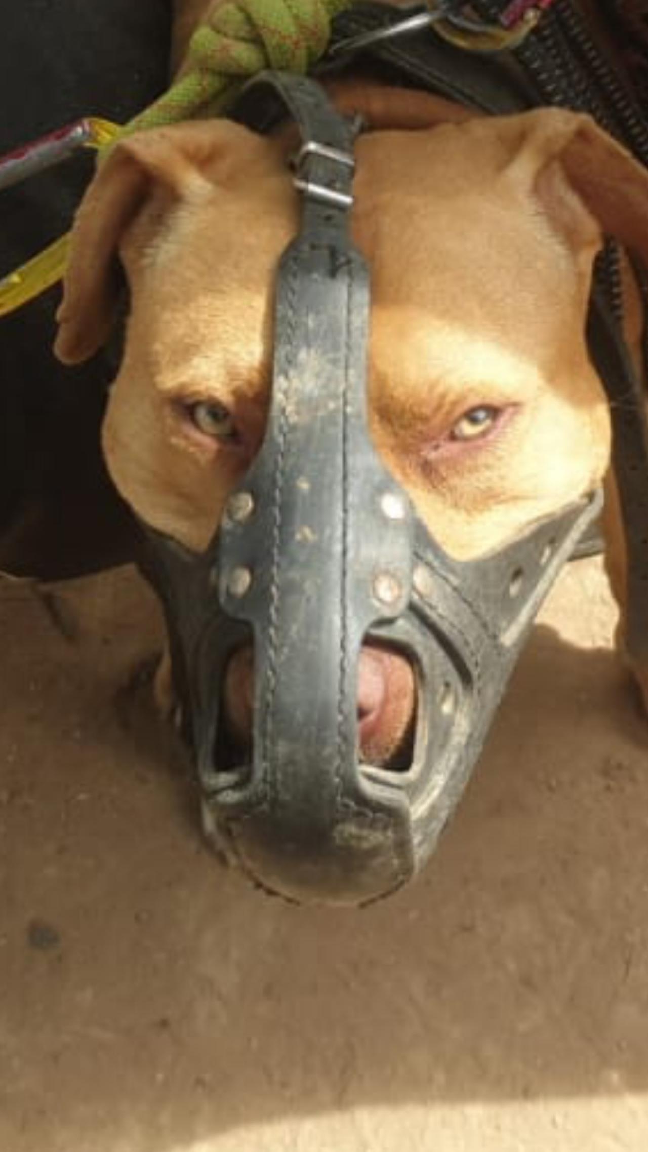 Photo of the dog