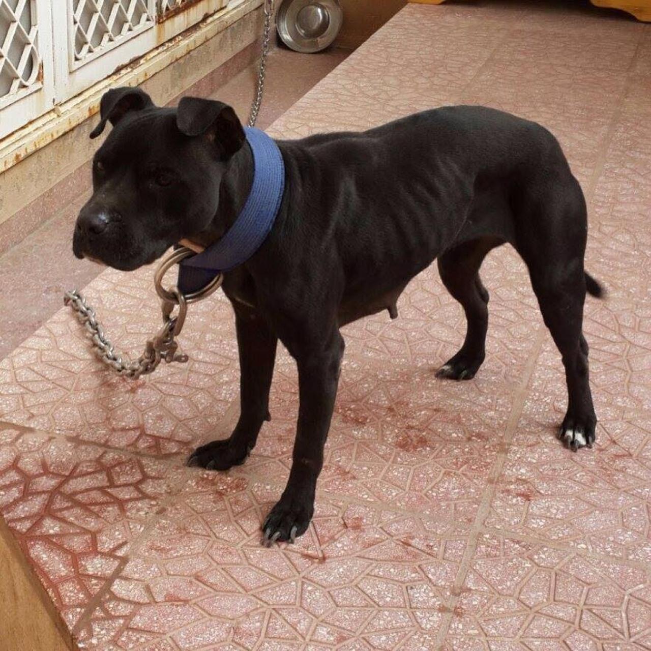 Photo of the dog
