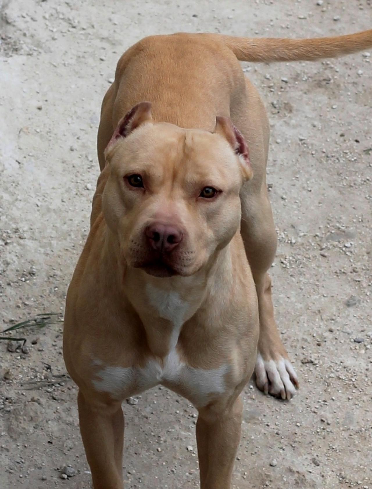 Photo of the dog