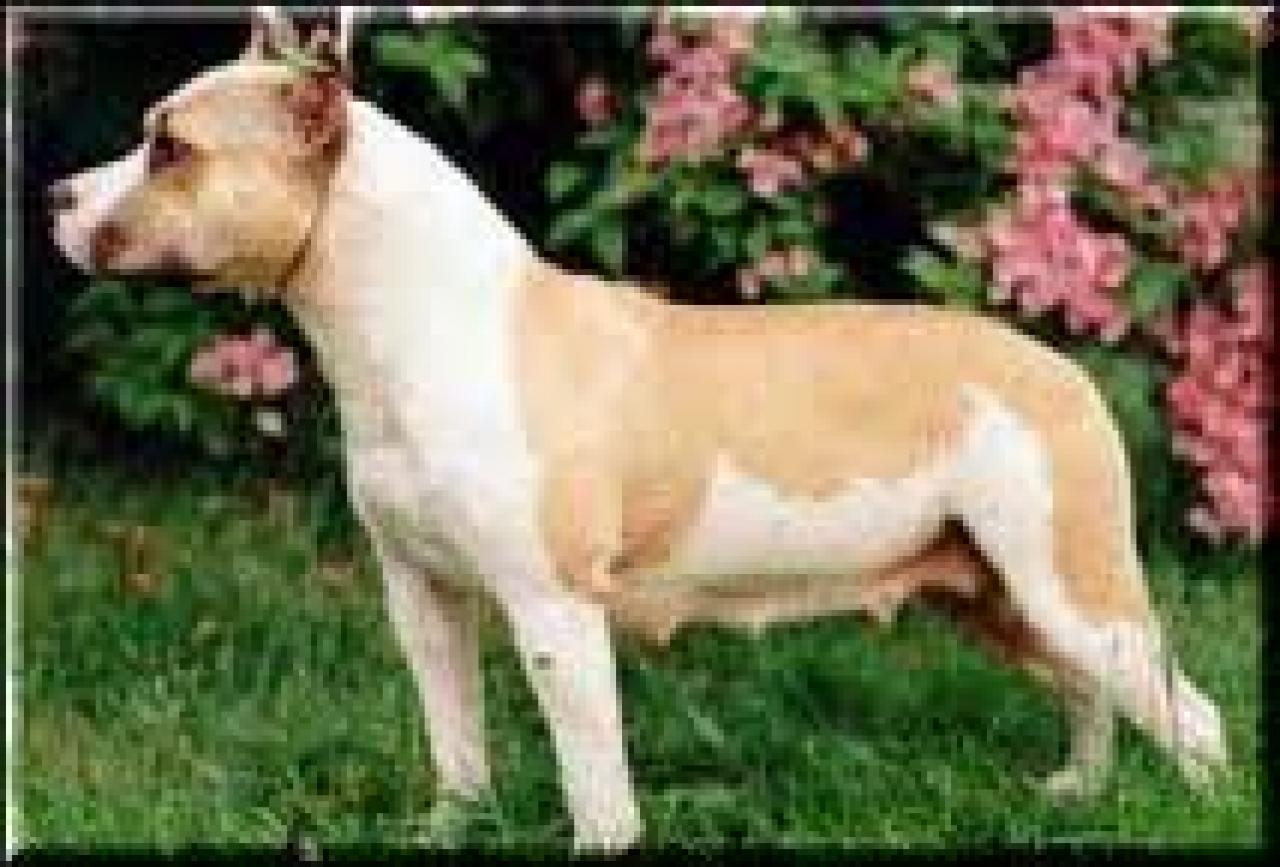 Photo of the dog