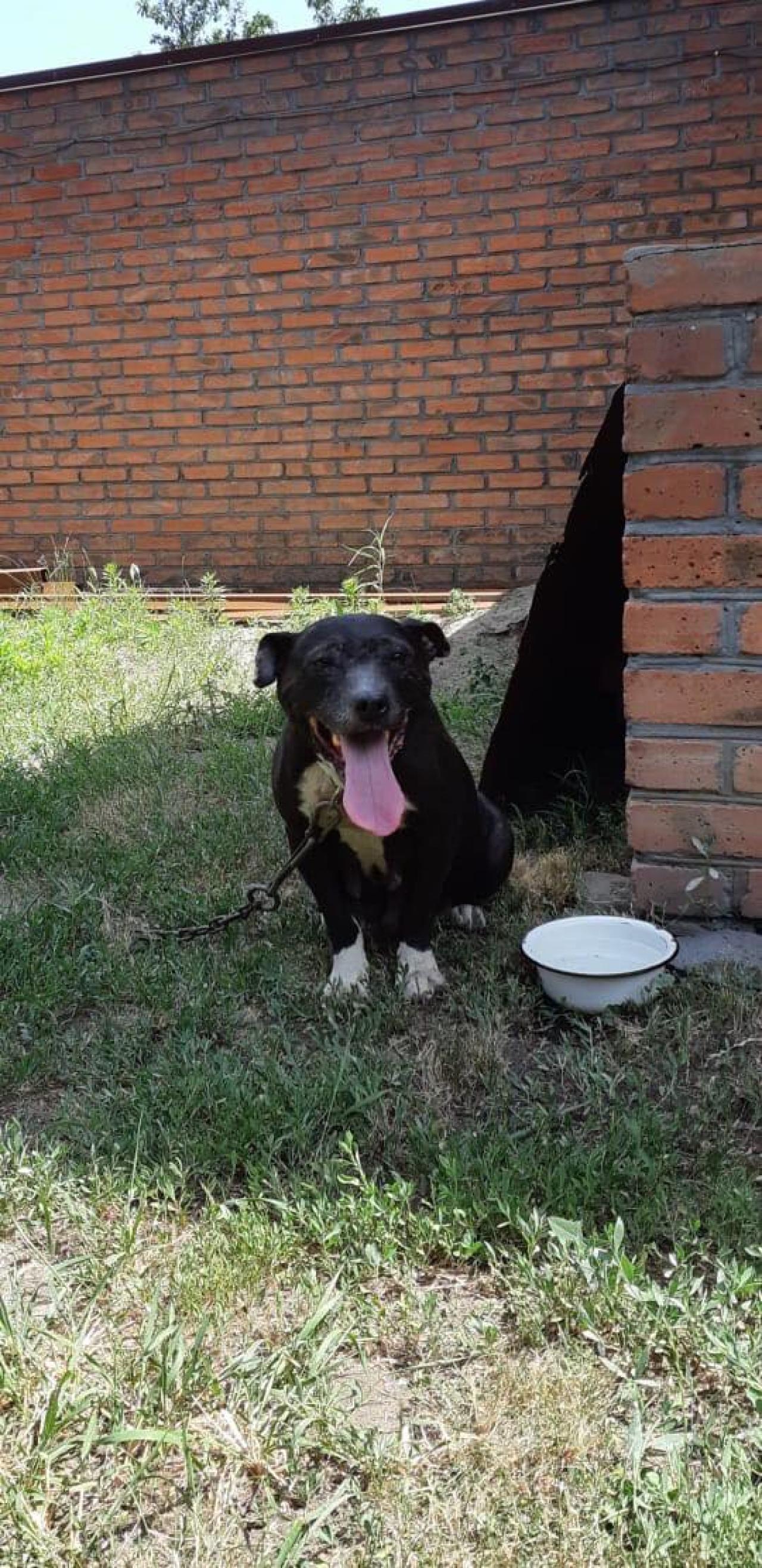 Photo of the dog