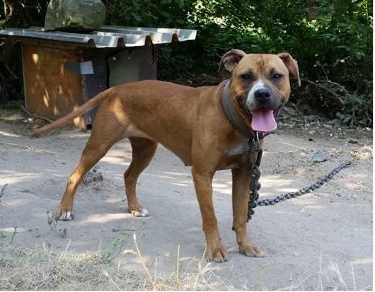 Photo of the dog