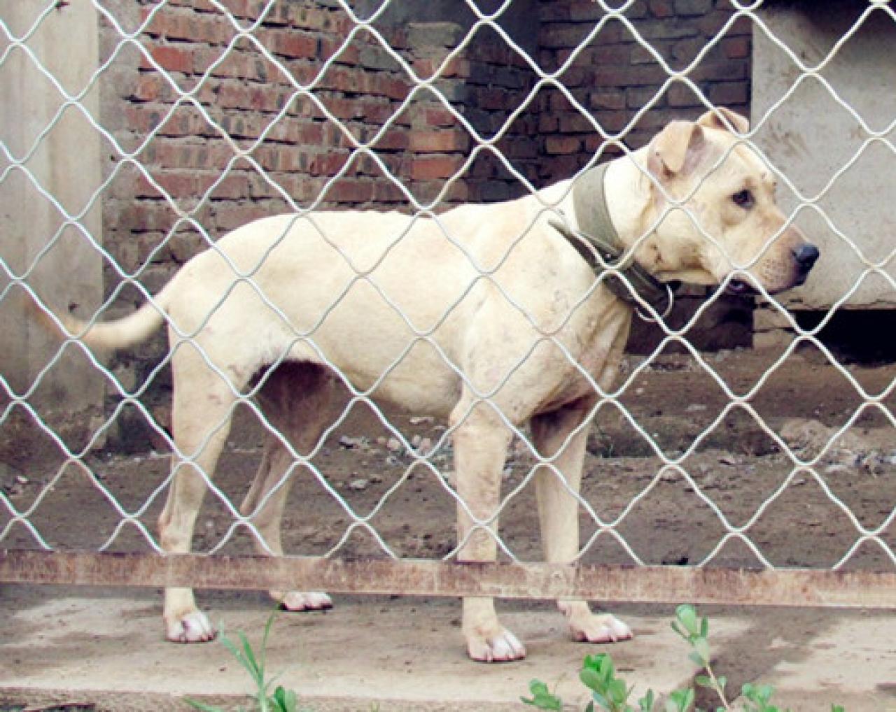 Photo of the dog