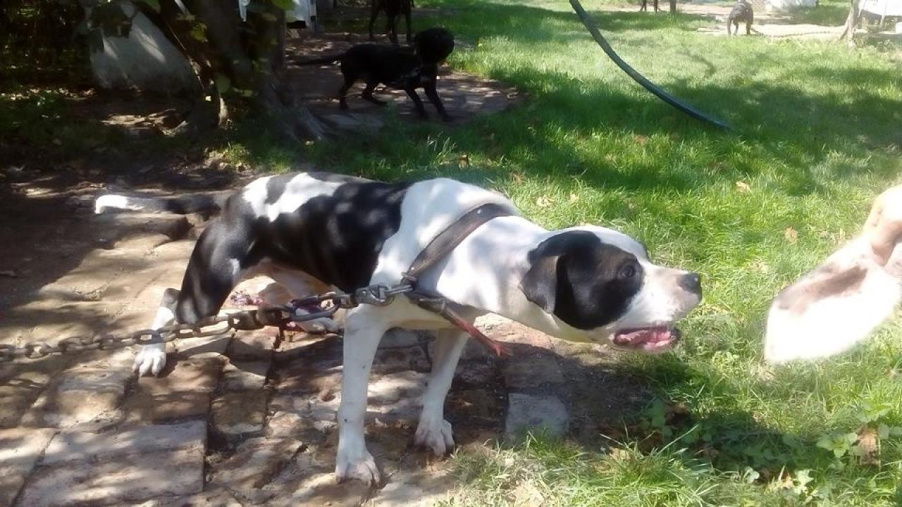 Photo of the dog
