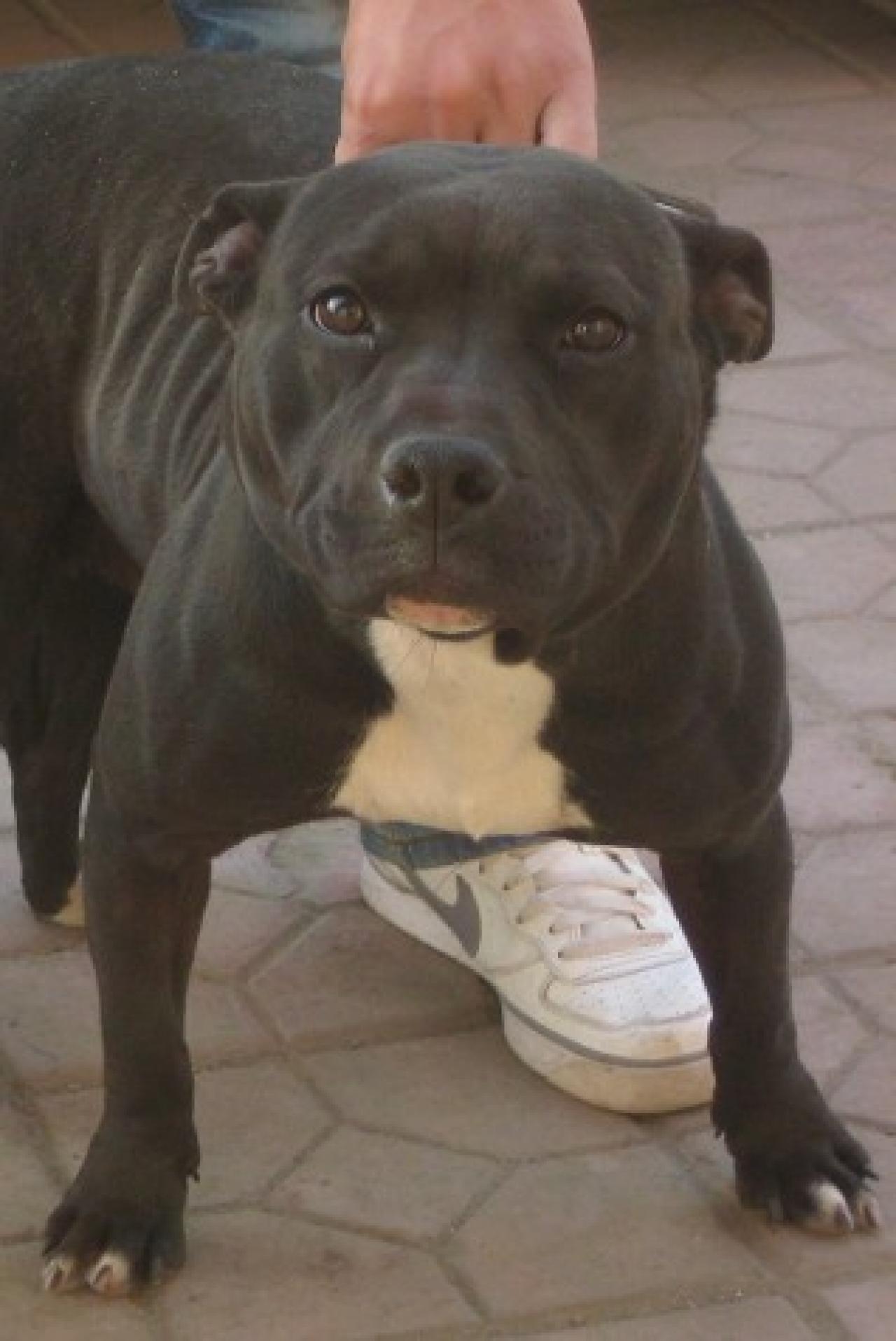 Photo of the dog