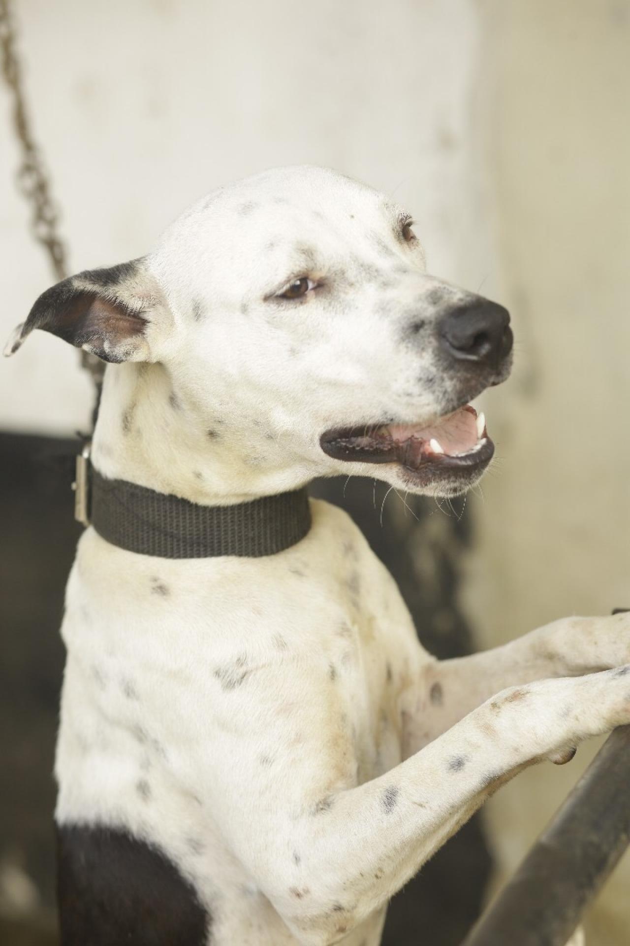 Photo of the dog