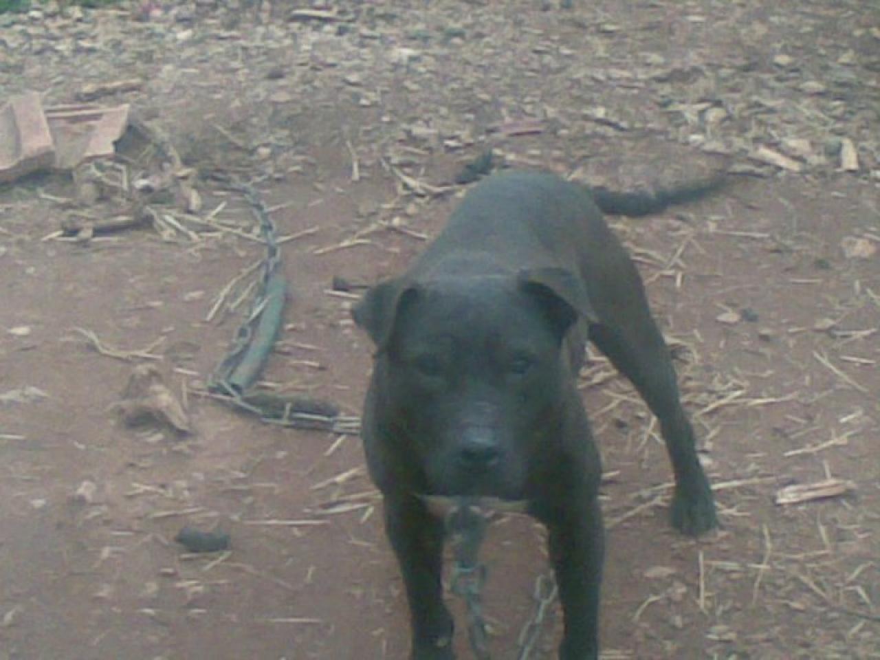 Photo of the dog