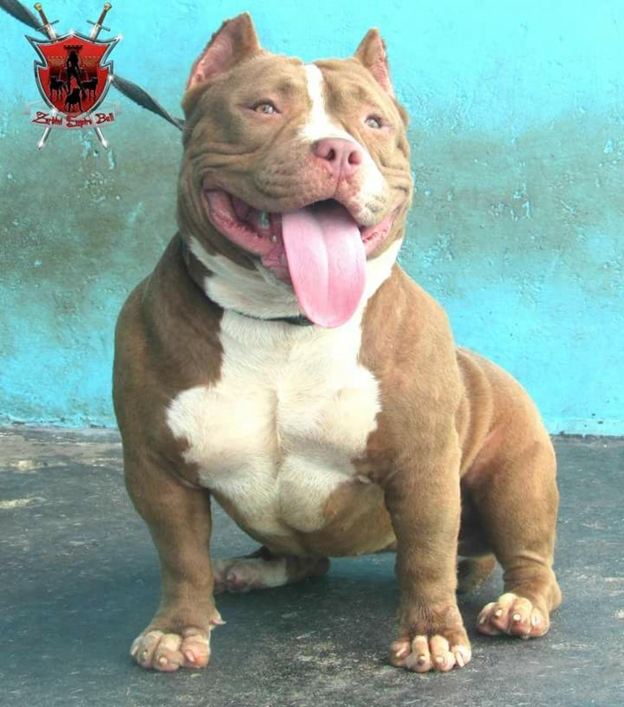 Photo of the dog