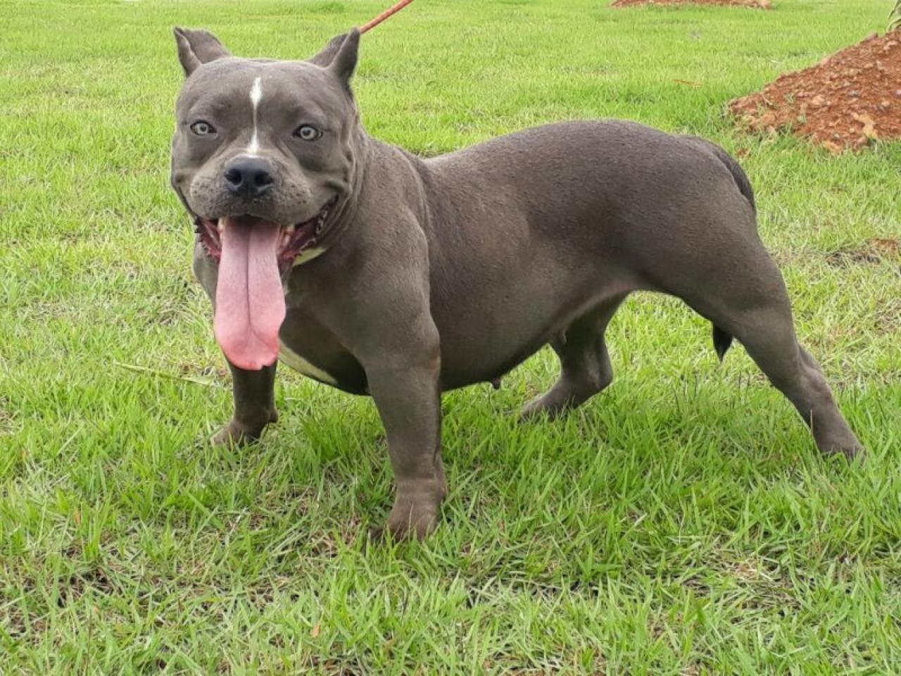 Photo of the dog