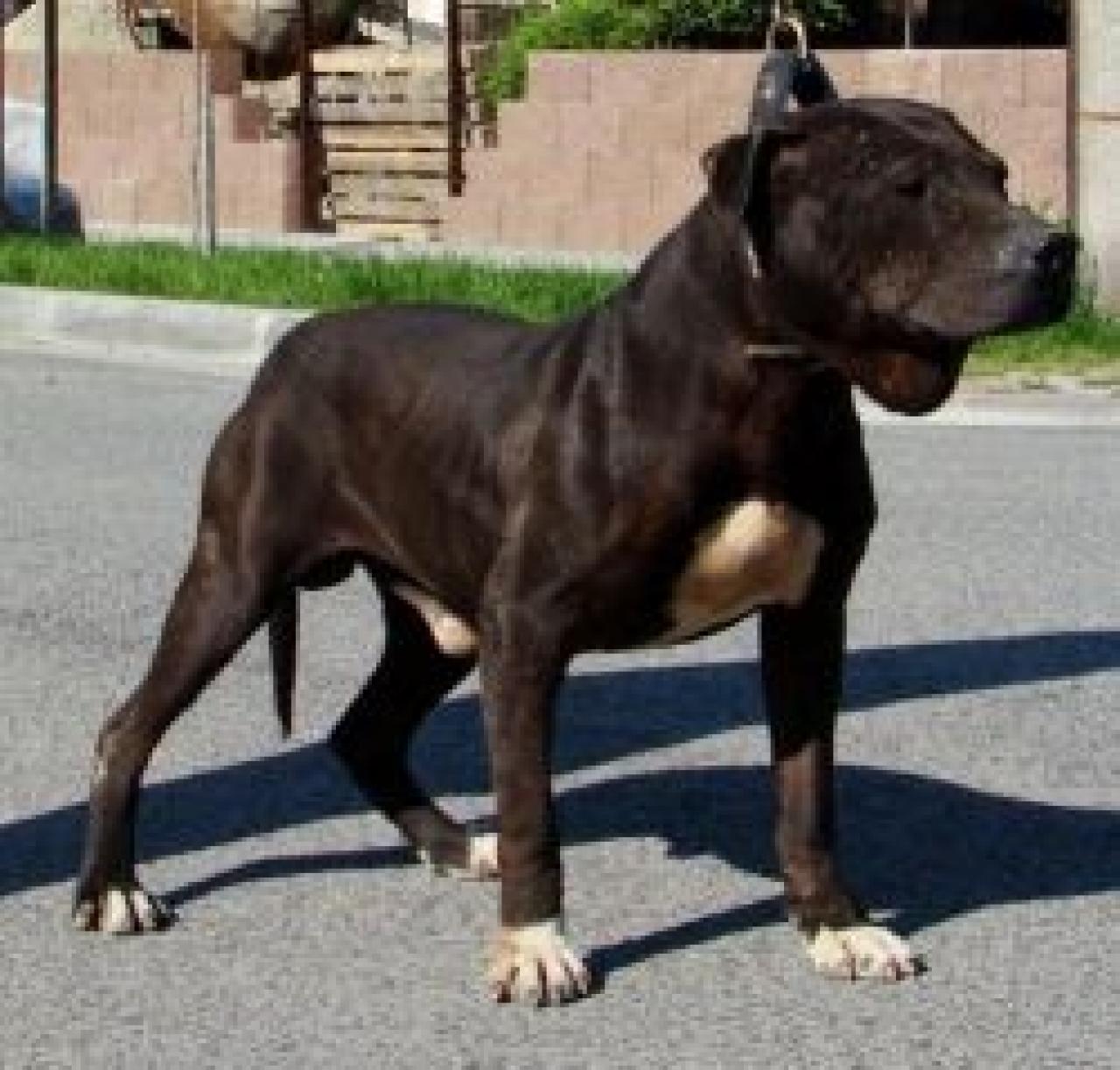 Photo of the dog