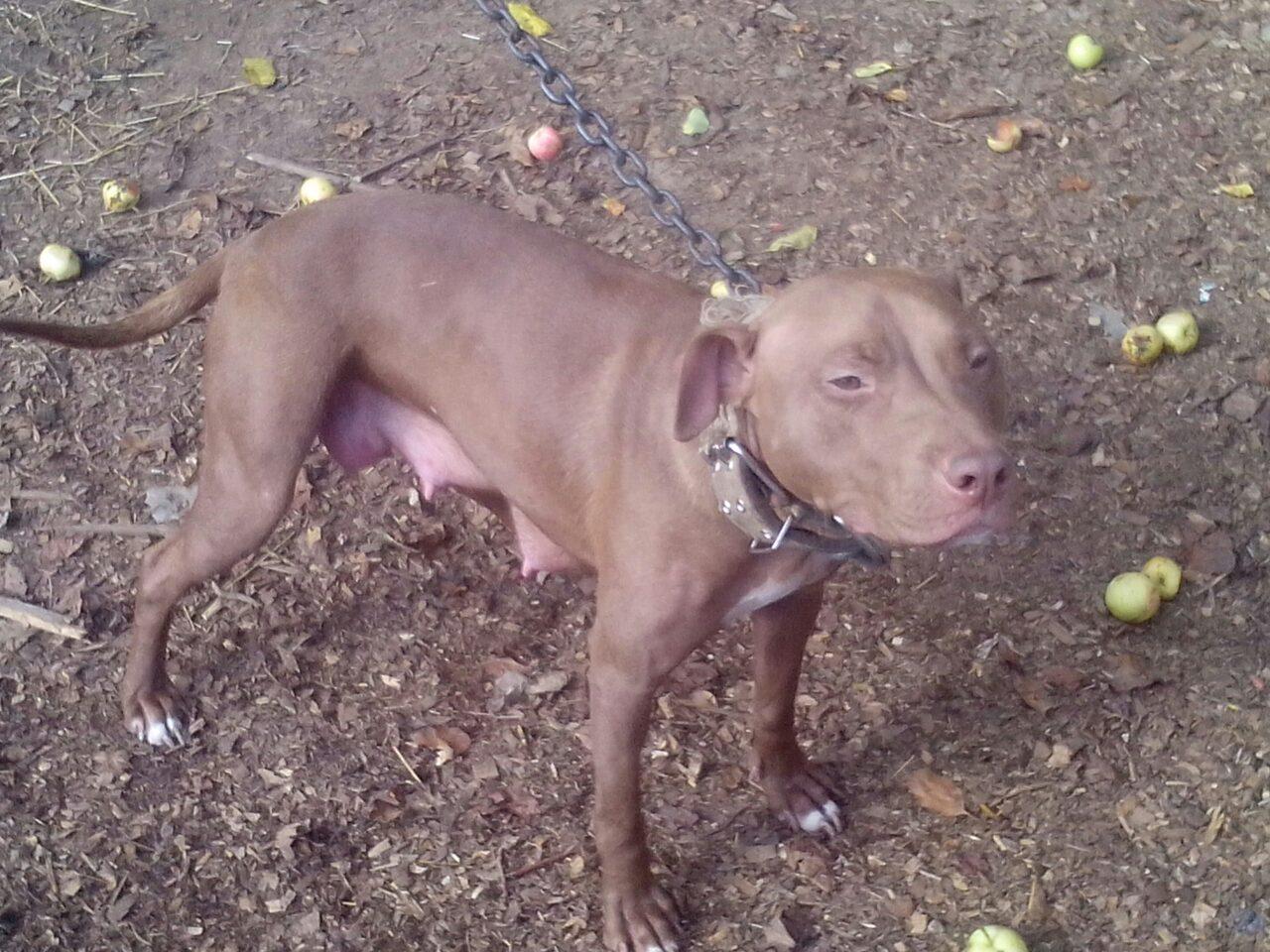 Photo of the dog