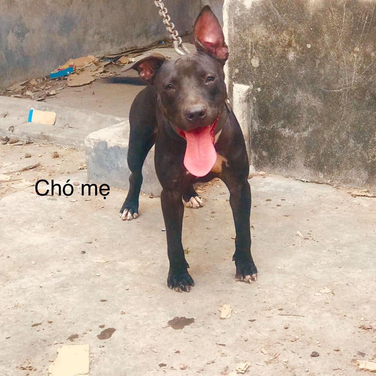 Photo of the dog