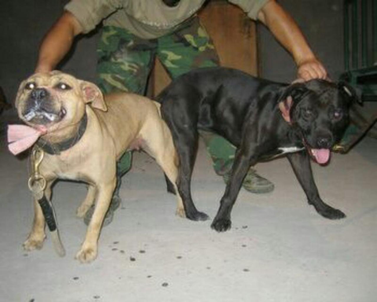 Photo of the dog