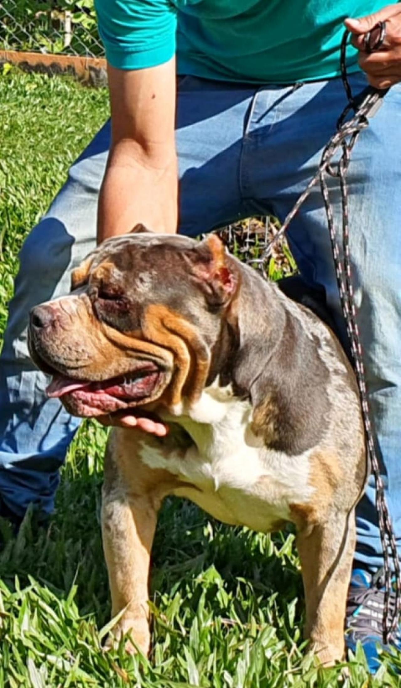 Photo of the dog
