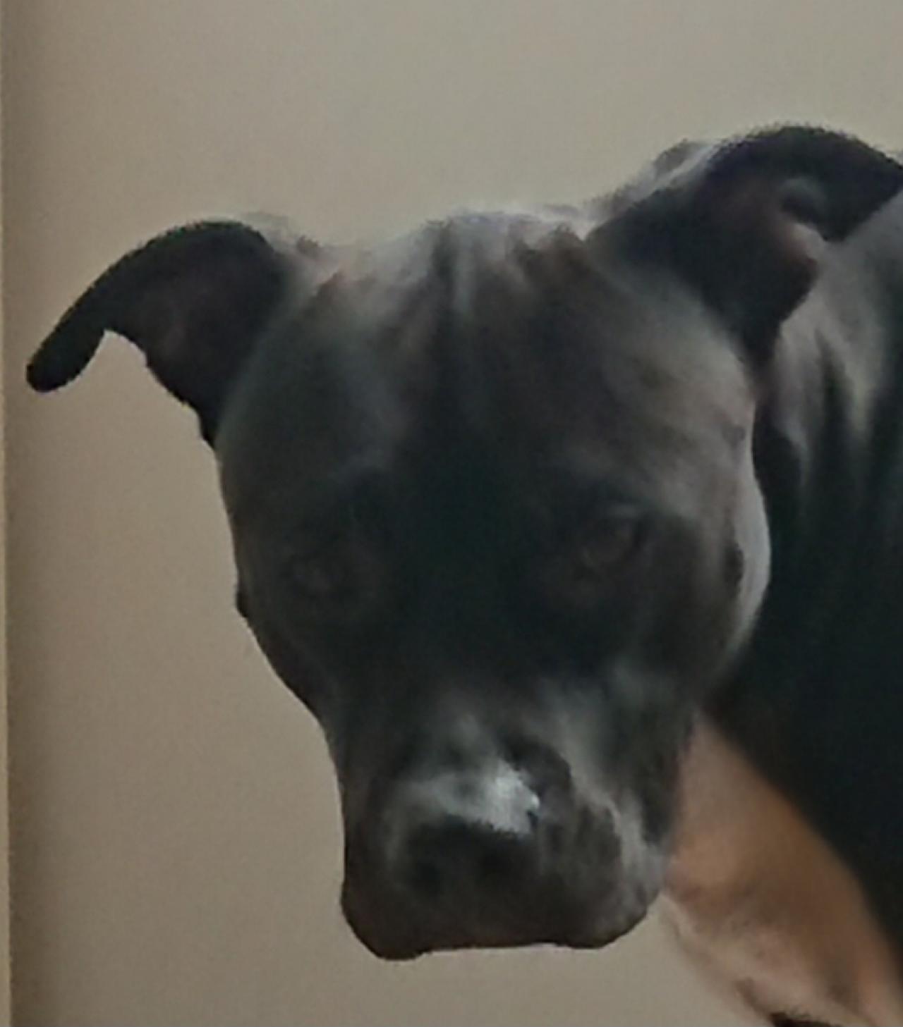 Photo of the dog