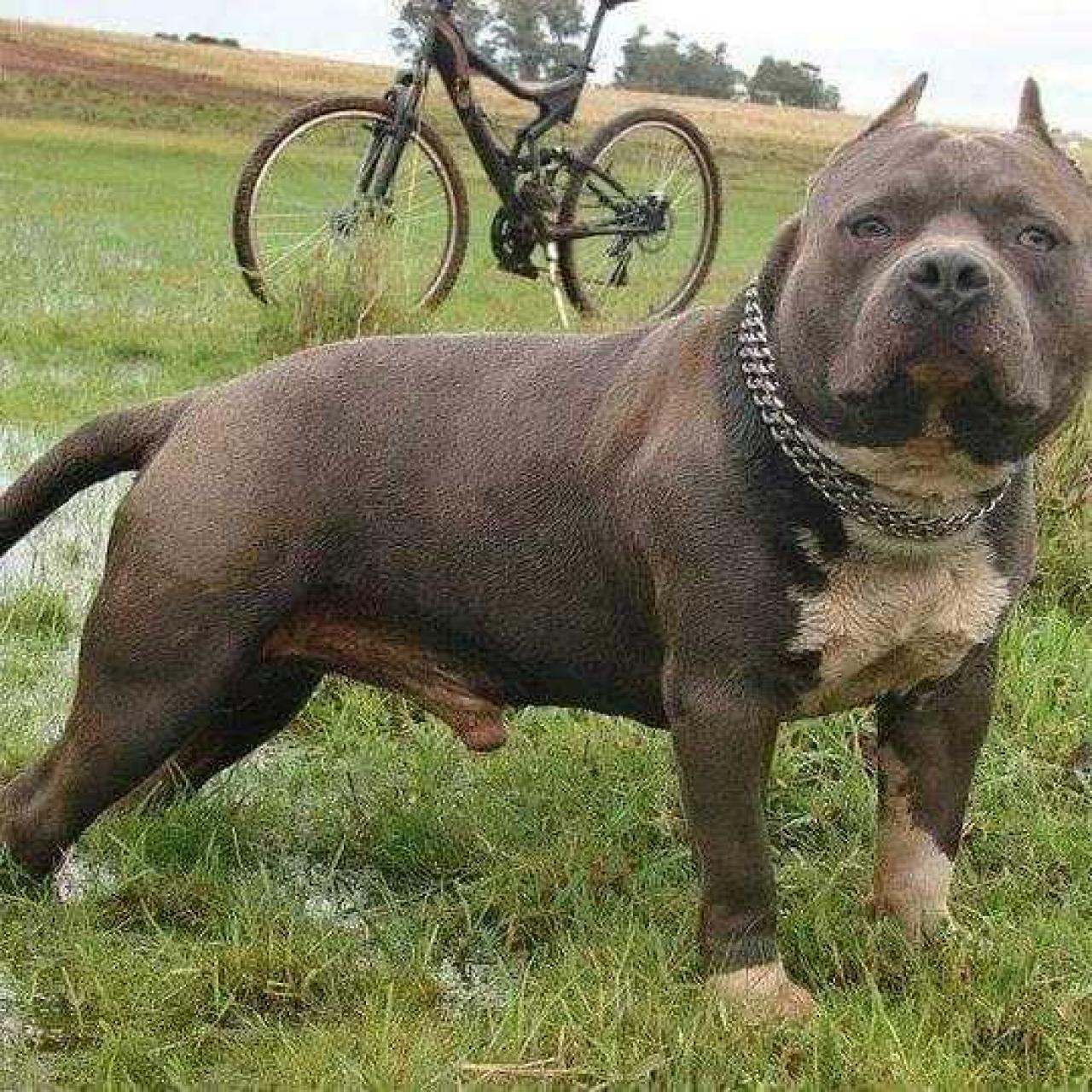 Photo of the dog