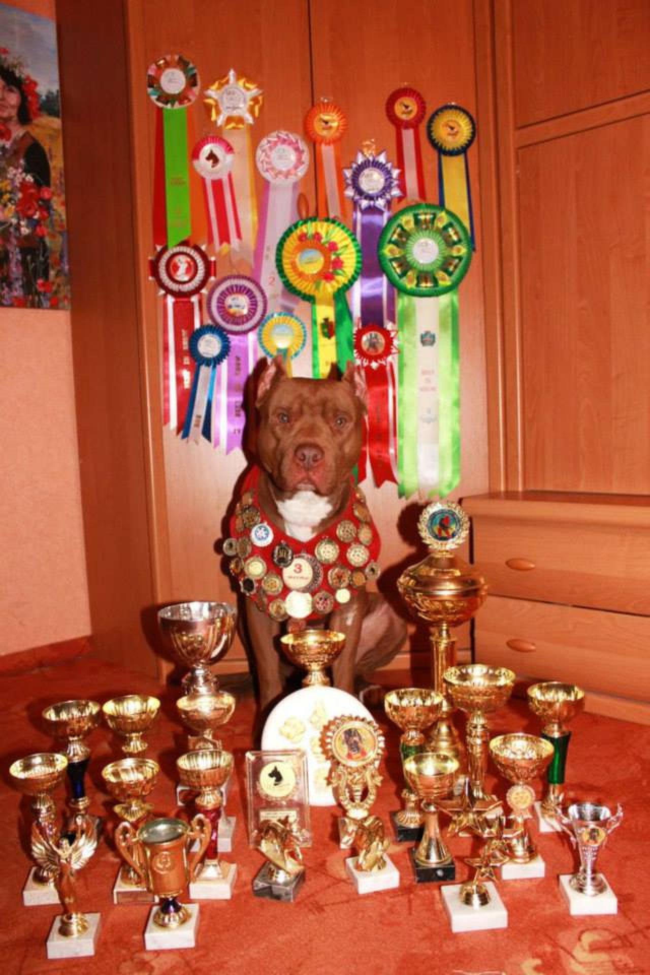 Photo of the dog