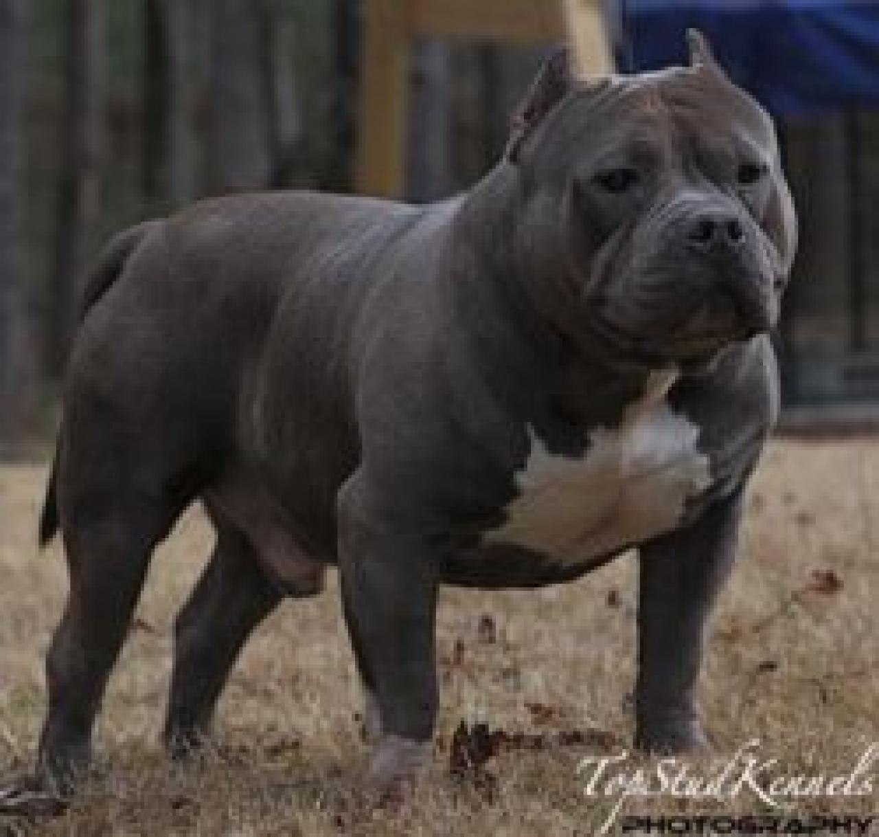 Photo of the dog